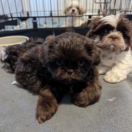 Shih Tzu Puppies from Morgan's Shih Tzus