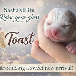 Toast - Cream and white male Chihuahua puppy in New Castle, Delaware from Sasha’s Elite Kennel LLC
