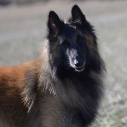 Belgian Tervuren and Cirneco dell’Etnas from Rockin' Heart Ranch, LTD