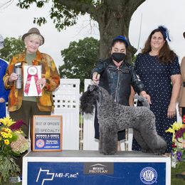 Kona - Kerry Blue Terrier