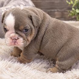 Spike - Chocolate tri-color male Bulldog puppy in Bell Gardens, California from G bulldogs