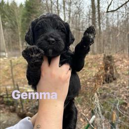 Gemma - Black female Goldendoodle puppy in Prosperity, Pennsylvania from Stelladoodles & Company