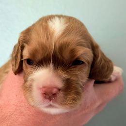 Berry - Red male Cocker Spaniel puppy in Bayfield, Colorado from Lucky Doodle Creations
