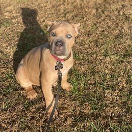 Cane Corso Puppies from Samantha Jackson