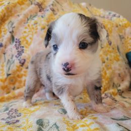 Miniature Australian Shepherd Puppies from RNL Family Raised Pups