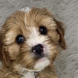 Cavalier King Charles Spaniels, Cavapoos, and Poodles from Loblolly Ranch