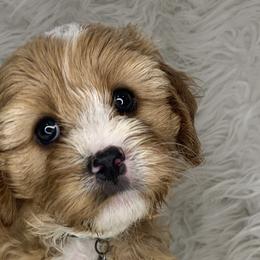 Cavalier King Charles Spaniels, Cavapoos, and Poodles from Loblolly Ranch