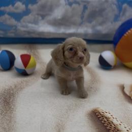 Isabella Based Cream Longhair Male (gray collar) - Cream male Dachshund puppy in Killeen, Texas from Southern Dachshunds