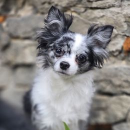 London - Chihuahua
