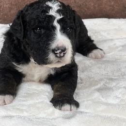 American Eskimo Dog and Bernedoodle Puppies from Shadow Kennels