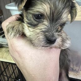 Chihuahua, Morkie, and Yorkshire Terrier Puppies from Patty’s Paws