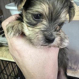 Chihuahua, Morkie, and Yorkshire Terrier Puppies from Patty’s Paws