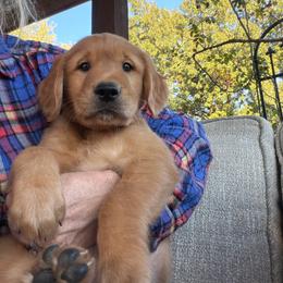 Buster  (yellow boy) - Dark golden male Golden Retriever puppy in Stigler, Oklahoma from Red MAX Golden Retrievers