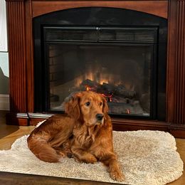 Noelle - Golden Retriever