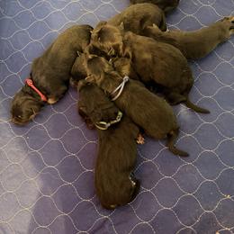 Red - Black and red male German Shepherd puppy in New York from Spitze German Shepherds