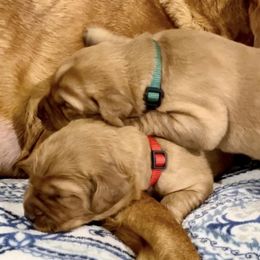 Labrador Retriever Puppies from West Wind Farm’s Labradors & Livery