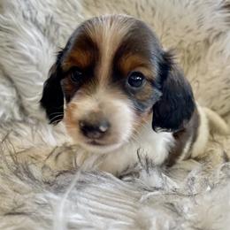 Boa - Red male Dachshund puppy in Granbury, Texas from Welden’s Miniature Dachshunds