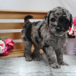 Goldendoodle Puppies from Obsidian Creek Doodles LLC