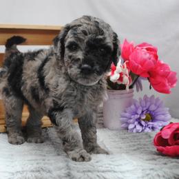 Goldendoodle Puppies from Obsidian Creek Doodles LLC