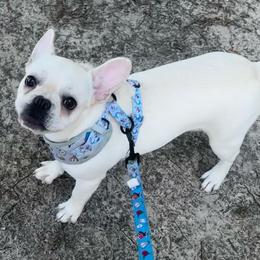 French Bulldog puppies from Full House Frenchies