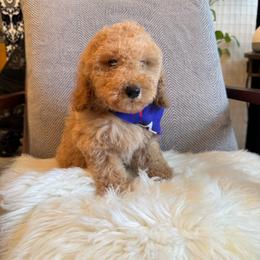 Zeka - Apricot male Goldendoodle puppy in Davie, Florida from Daviegoldendoodles