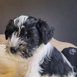 Miniature Schnauzers from Daydreamers Schnauzers