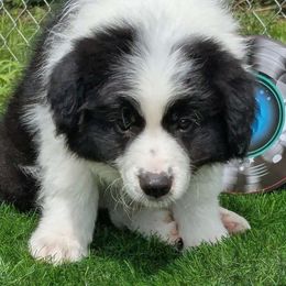 Hayes - Black male Border Collie puppy in Cincinatti, Ohio from Mondenkind Border Collies and Guidingstars American Eskimos