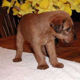 Irish Terrier Puppies from Woodley Meadows