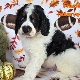 Frazier - Black and white male Bernedoodle puppy in Seymour, Tennessee from Lollie's Doodles