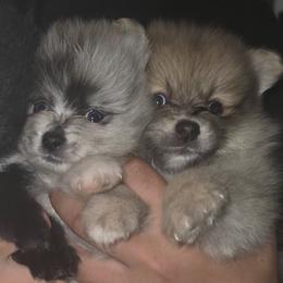 Robin - Lavender male Pomeranian puppy in Mays Landing, New Jersey from KB Pom Pups