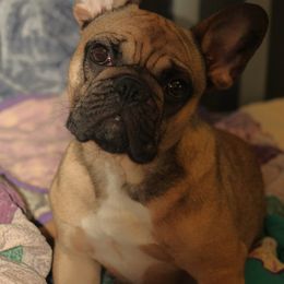 American Bulldog, French Bulldog, and Shorty Bull Puppies from Bingham's Bulldogs LLC