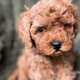 Cavapoos and Goldendoodles from Supreme Doodles