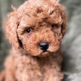 Cavapoos and Goldendoodles from Supreme Doodles