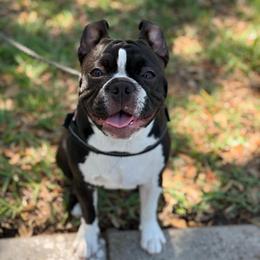 Kiya - Black and white female Boston Terrier puppy in Edgewater, Florida from Homegrown Frenchtons