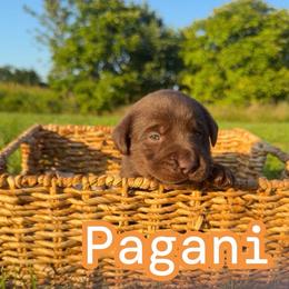Pagani - Chocolate female Labrador Retriever puppy in Lucasville, Ohio from Backwoods Labradors