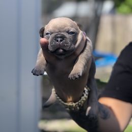 French Bulldog Puppies from Uniquefrenchiies