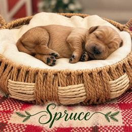 Spruce - Dark golden male Golden Retriever puppy in San Bernardino, California from Thegoldendreams1