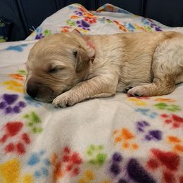 Goldendoodle Puppies from Lauralyn's Goldendoodles