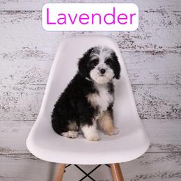 Lavender - Phantom female Assorted Doodle Crosses puppy in Calhoun, Georgia from Happy Top Doodles