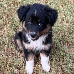 Fudge - Black tri-color female Australian Shepherd puppy in Mount Vernon, Texas from RJ's Aussie Posse