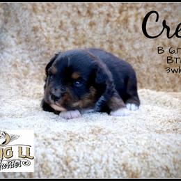 Crew - Black tri male Miniature Australian Shepherd puppy in Madisonville, Texas from Flying LL Aussies