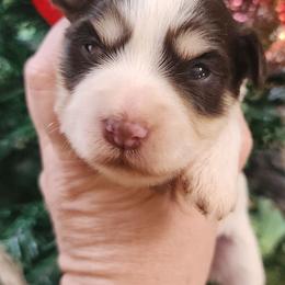 Moxy - Parti female Miniature Schnauzer puppy in Ferndale, Washington from Blackhorse Schnauzers Washington state