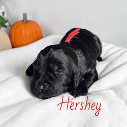 Hershey - Black male Goldendoodle puppy in Polk City, Florida from Golden Creek Doodles