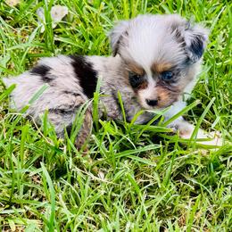 Tiny blue Merle boy - Blue merle male Toy Australian Shepherd puppy in Oklahoma City, Oklahoma from Faith River Aussies