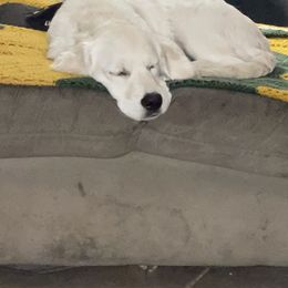Nala - Golden Retriever