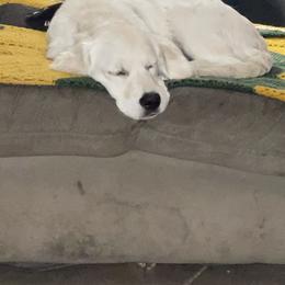 Nala - Golden Retriever