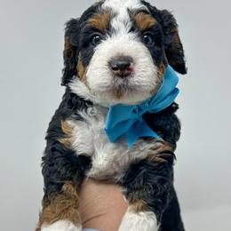 Houston - Tri-color male Bernedoodle puppy in Florence, South Carolina from Candy Doodles