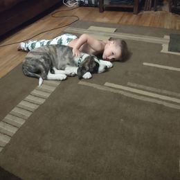 Anatolian Shepherd Dog All Grown Up from Schmahl Family Farms