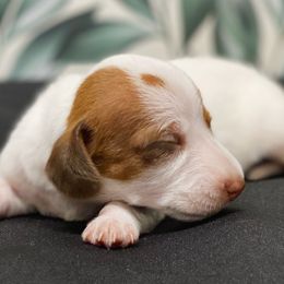 Jess - Red female Dachshund puppy in Portsmouth, Ohio from Tygart Creek Dachshunds