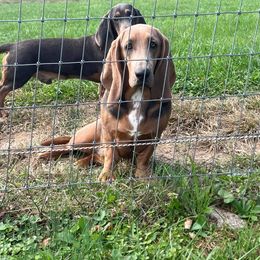 Alma Lee - Basset Hound